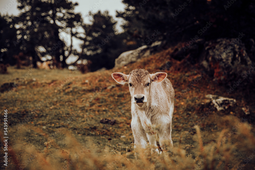 Obraz premium Wild calf grazing cheerful on the mountain in autumn