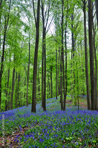 Fototapeta Naklejka Na Ścianę i Meble -  Bluebells in beech woodland, Hallerbos (Belgium)