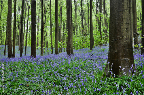 Fototapeta Naklejka Na Ścianę i Meble -  Bluebells in beech woodland, Hallerbos (Belgium)