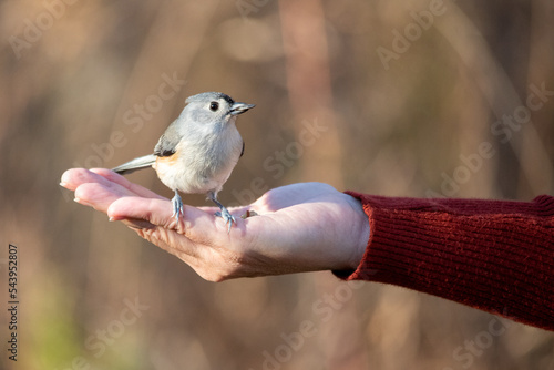 Tufted titmouse bird eating bird seed out of hand with red sweater in fall