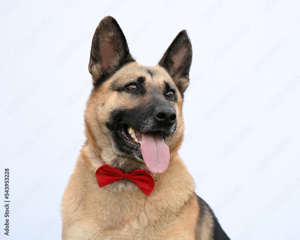 a german shepherd dog in a red bowtie