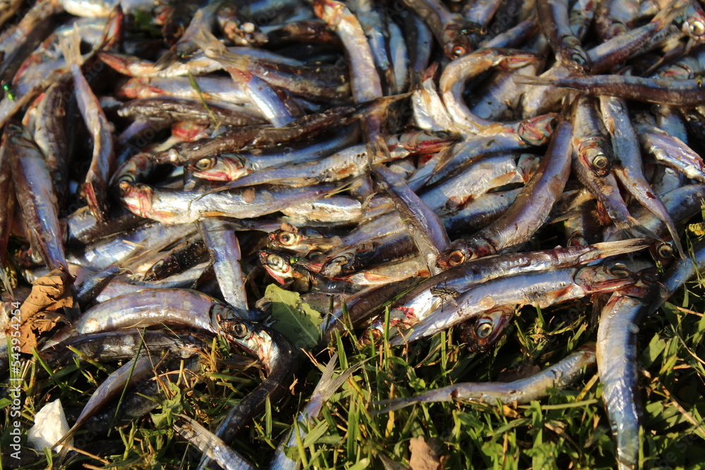 Some dead and rotten anchovies on grass