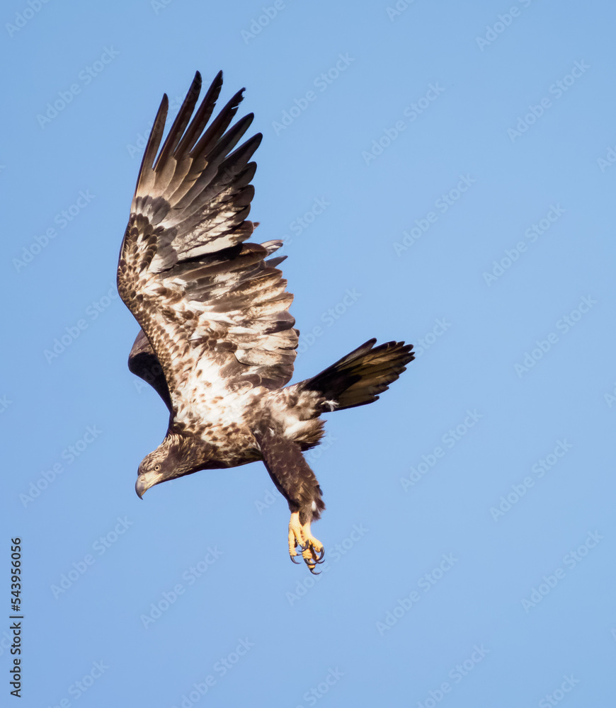 Fototapeta premium Majestic Juvenile Bald Eagle, Launching from Treetop