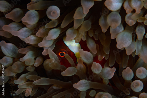 A Spinecheek anemonefish, Premnas biaculeatus, snuggles into its host anemone's tentacles on a coral reef in Indonesia. This is an example of a mutualistic symbiosis. photo