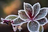 First autumn frost. Defocused bush with burgundy blooming rose, covered with white frost. Morning frost, green frozen plant leaves. On winter, nature falls asleep