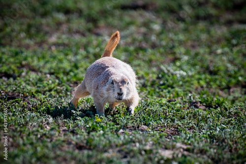 praire dog running photo
