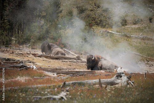 Buffalo in geyser in Yellowstone National Park