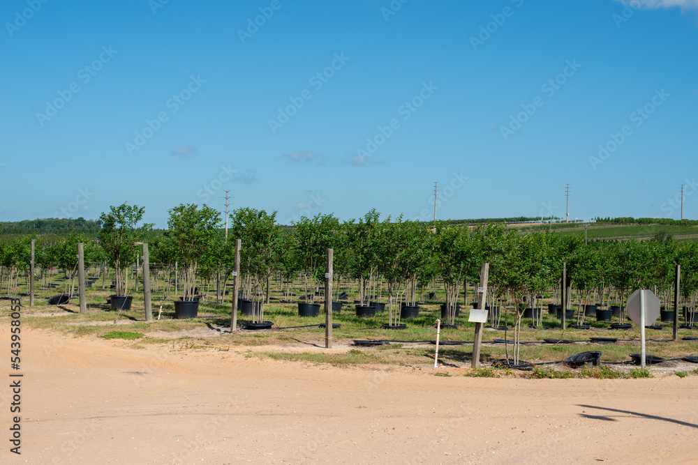 Rows of a variety of deciduous trees in black colored pots under the blue sky. There are orange, grape, and ash, The large tree farm has hills and valleys with a wire fence surrounding the property.