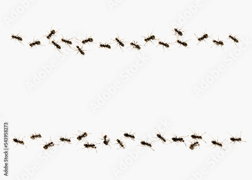 ants forming a line