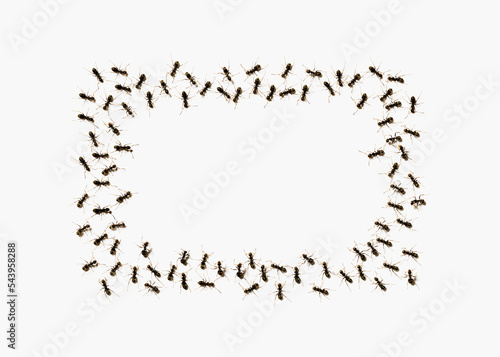 crowd of ants