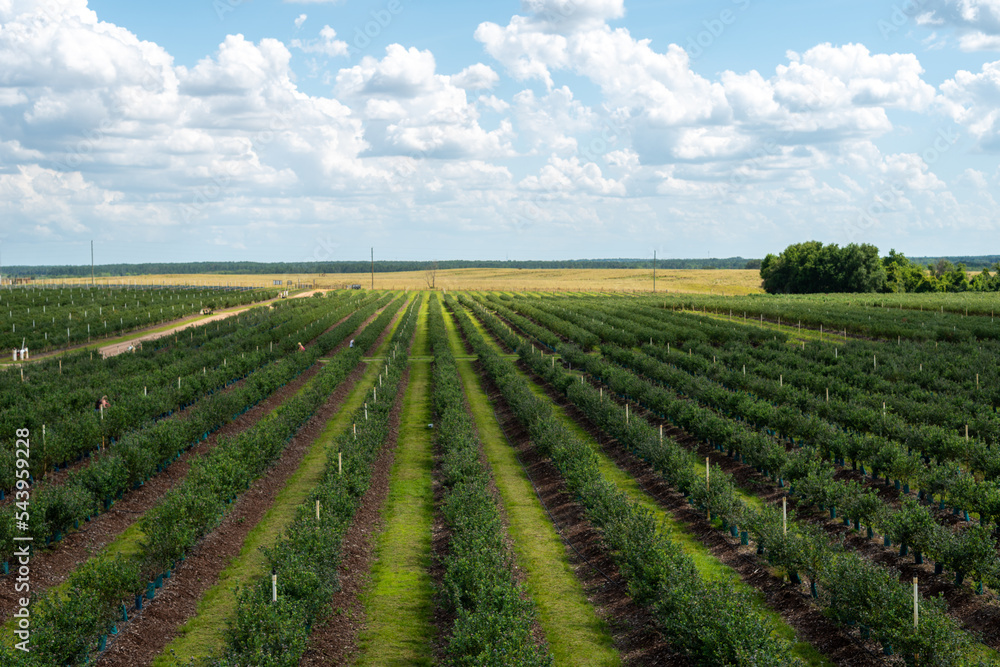 Rows of grapevines, trees, and cultivated plants on trellises. The farmlands' spring crop is a green grape for wine production. Between each row of vines are rows of green grass. The sky is cloudy. Rows of grapevines, trees, and cultivated plants on trellises. The farmlands' spring crop is a green grape for wine production. Between each row of vines are rows of green grass. The sky is cloudy.