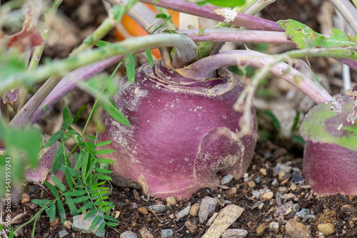 A large round organic purple coloured turnip or rutabaga root vegetable growing in a raised bed garden. The soil on the ground is dark, rich composited earth with shell bits mixed in among the dirt. 