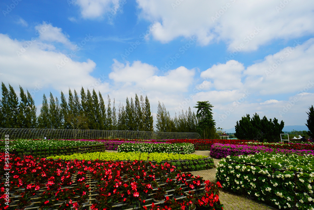 Various flower gardens blooming in the winter of Thailand