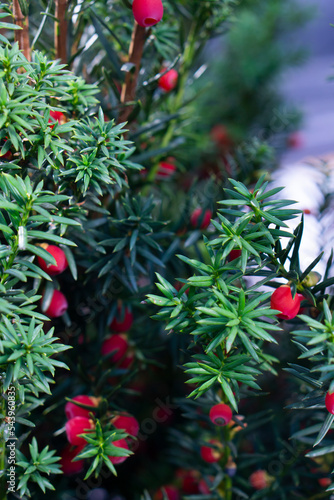 a close up view of small red berries of the canada yew plant. Taxus baccata European yew is conifer shrub with poisonous and bitter red ripened berry fruits in daylight.