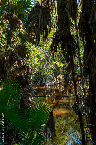 Fototapeta Naklejka Na Ścianę i Meble -  Mangrove in the mayan jungle of the mexican caribbean
