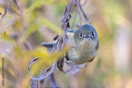 Ruby-crowned kinglet (Corthylio calendula) in autumn photo