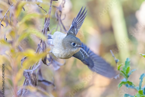 Ruby-crowned kinglet (Corthylio calendula) in autumn photo