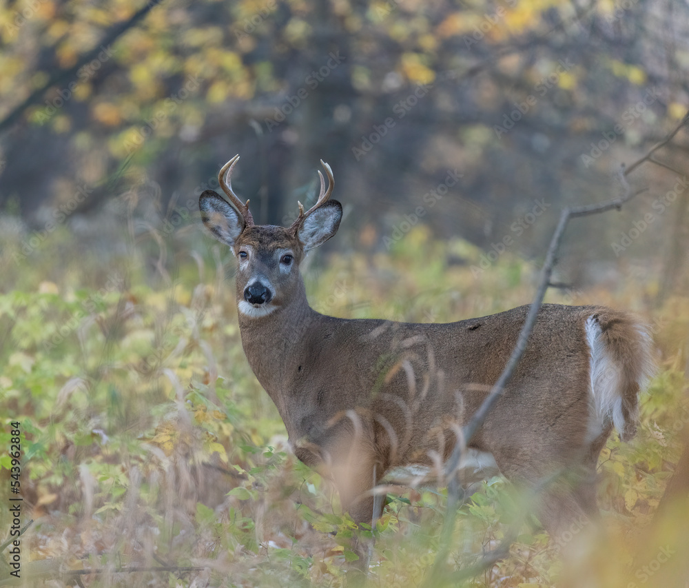 White-tailed deer (Odocoileus virginianus) in autumn White-tailed deer (Odocoileus virginianus) in autumn