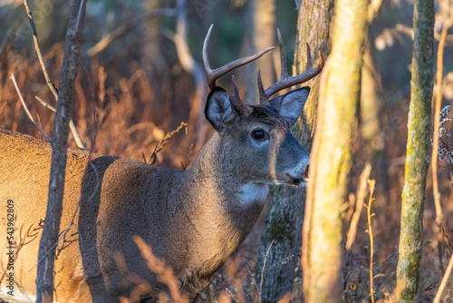 White-tailed deer (Odocoileus virginianus) in autumn photo