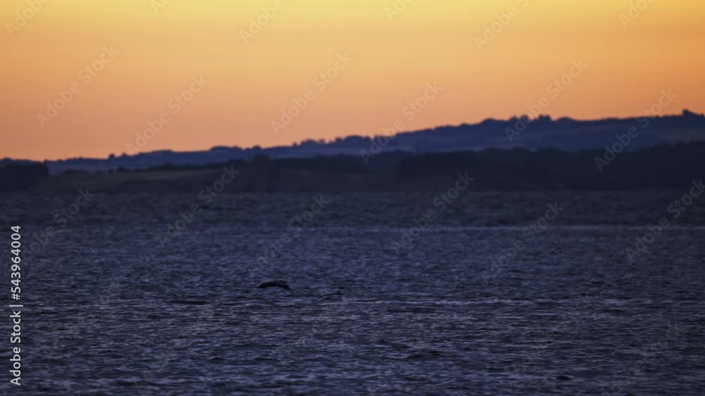 Seagull Flying Over Sea By Lighthouse At Sunrise Seagull Flying Over Sea By Lighthouse At Sunrise