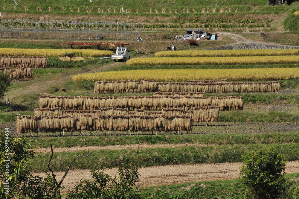 the rice harvest in Asuka village