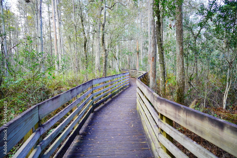 Beautiful wooden boardwalk over swamp in autumn Beautiful wooden boardwalk over swamp in autumn