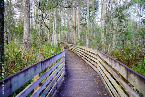 Beautiful wooden boardwalk over swamp in autumn