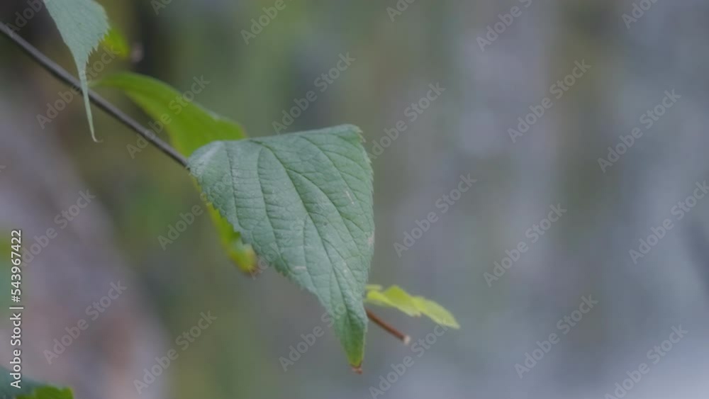Close up of a green leaf against the waterfall on the background. Slow motion. Close up of a green leaf against the waterfall on the background. Slow motion.