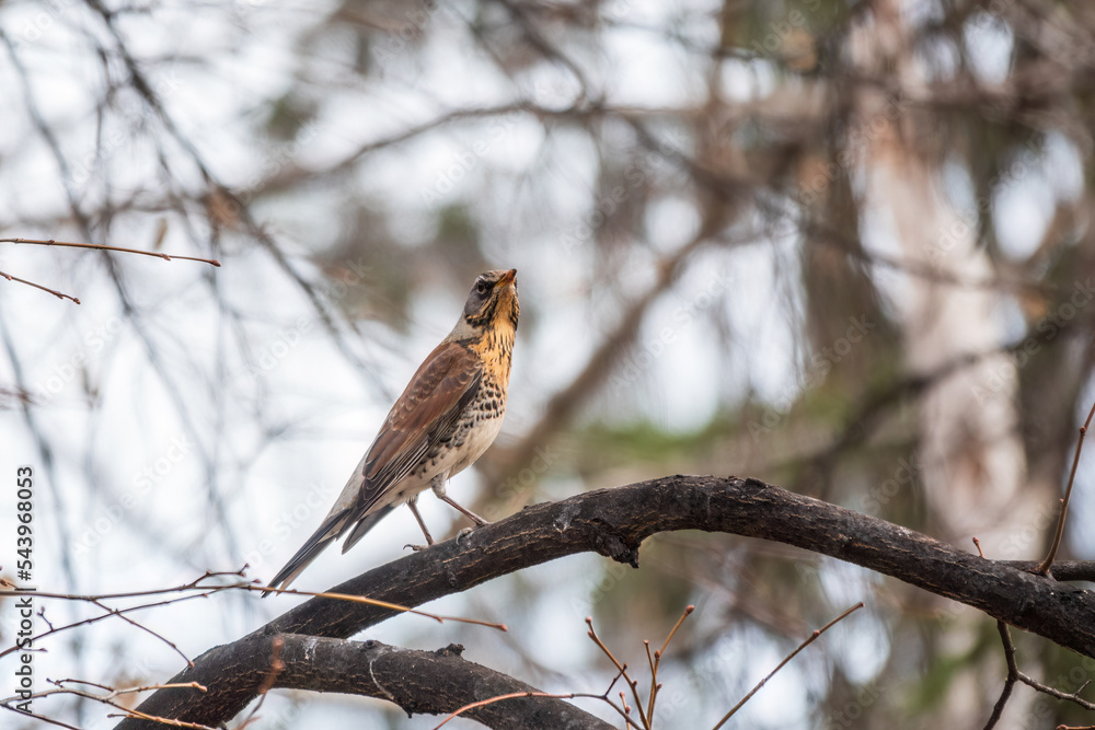 Fieldbird sits on a branch in spring with a blurred background. Fieldbird sits on a branch in spring with a blurred background.