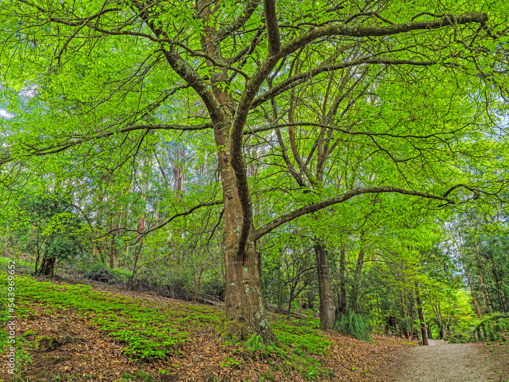 Spring Leafy Green Trail