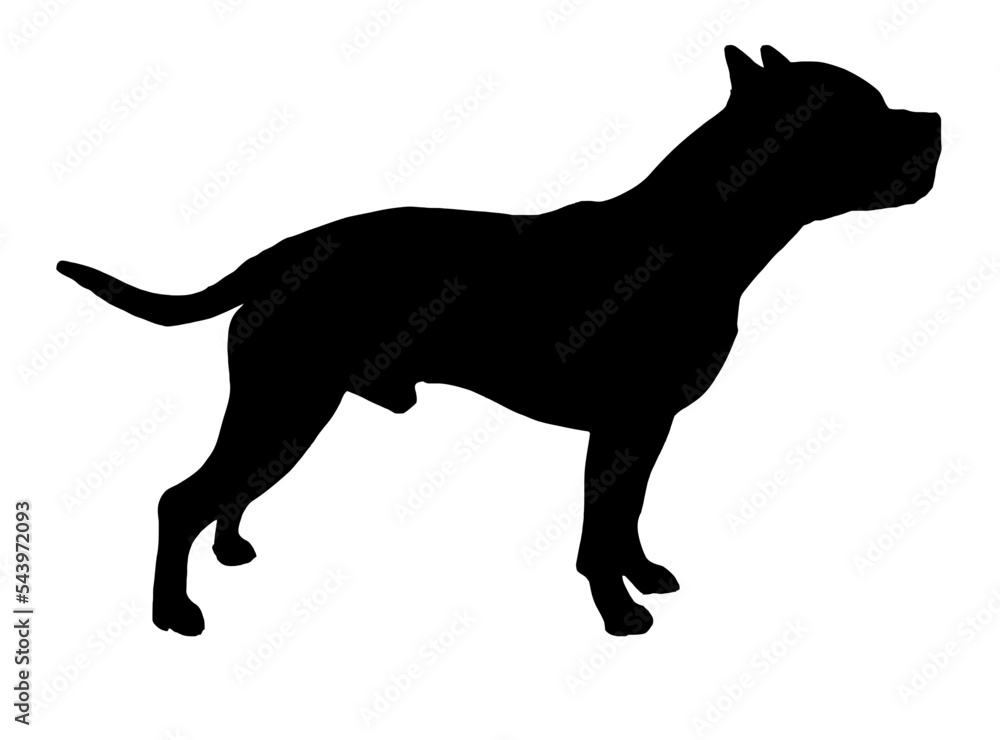 Obraz premium Pitbull American Bully Silhouette 