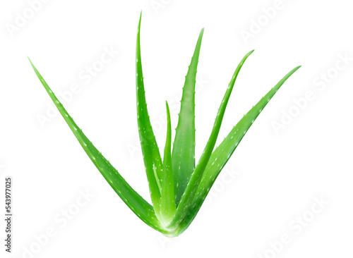 Aloe vera isolated on white background, herb and medical concept
