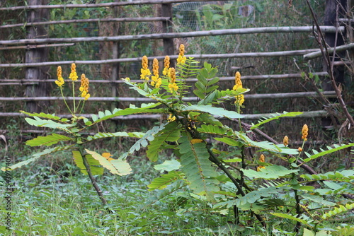 Senna alata is an important medicinal tree. It also known as emperor's candlesticks, candle bush, candelabra bush, Christmas candles, empress candle plant, ringworm shrub. photo