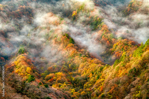 colorful forest on mountains under clouds in autumn