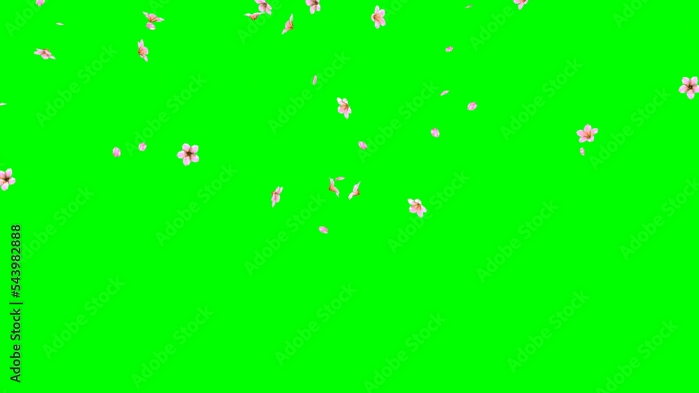 Flowers Falling on Green Screen Flowers Falling on Green Screen