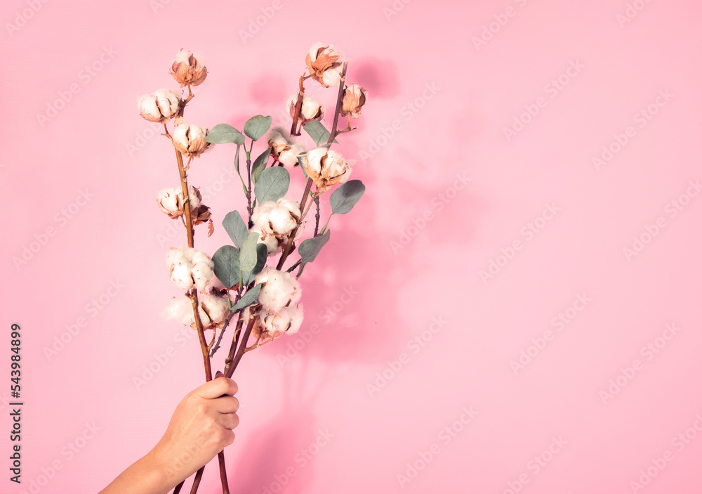 Branch with cotton flowers