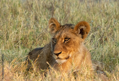 Young African lion resting in green grass