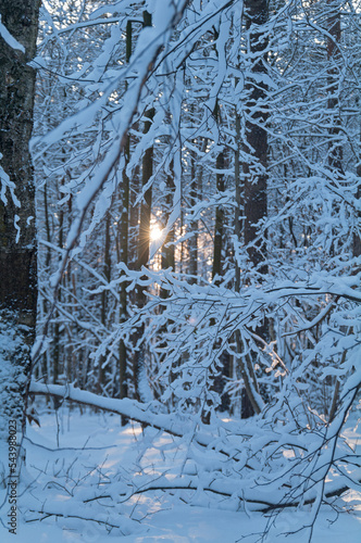 The sun shines through the snowy branches of the trees