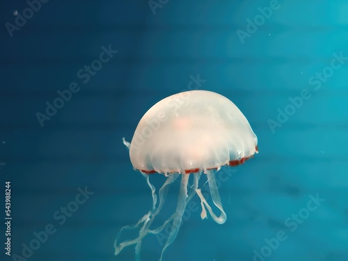 jelly fish in the sea