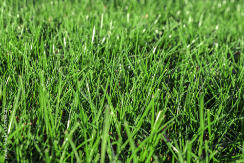 Beautiful young lawn grass grows on the lawn in the park