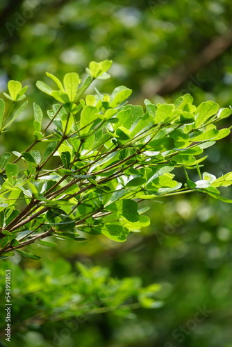 Terminalia mantaly (Also called Ketapang kencana, Madagascar Almond) tree with a natural background photo