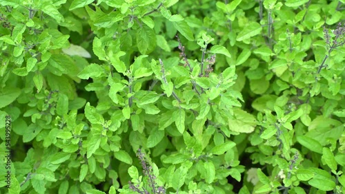 Wallpaper Mural Holy basil or Tulsi An Ayurvedic Plant Tulsi has been used as a medicine in Hindu scriptures since ancient times. Torontodigital.ca