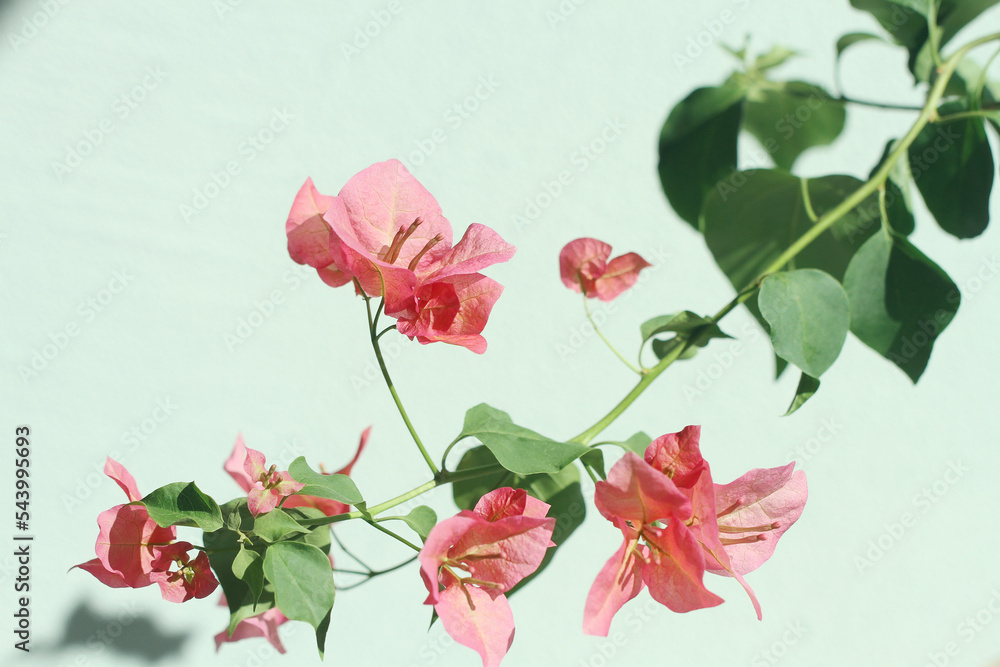 pink bougainvillea on green background