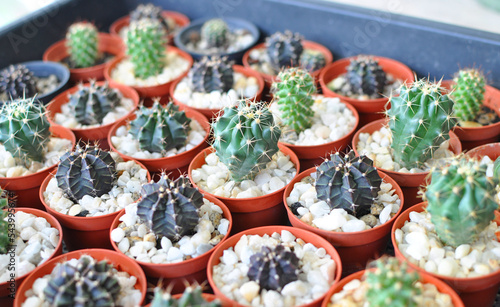 small mini alive cactus plants with spikes with pebbles in orange pots located indoor garden