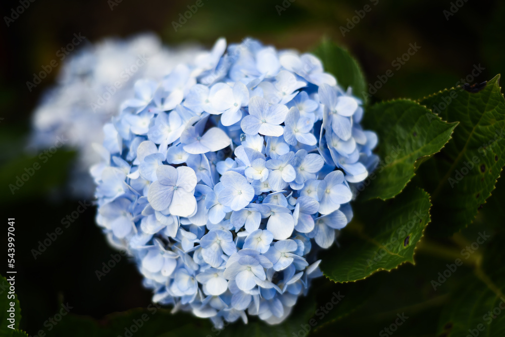 Hydrangea flowers in the city of Da Lat in Vietnam Hydrangea flowers in the city of Da Lat in Vietnam