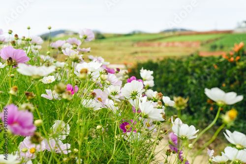 Cosmos flowers against fields in Da Lat with copy space as background © Tatiana