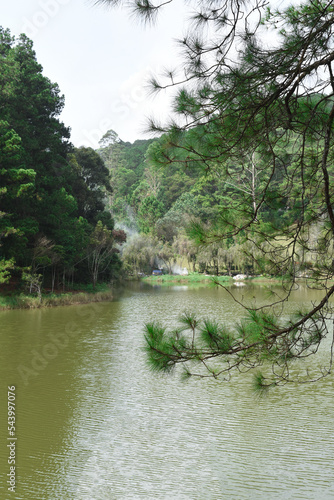 Fototapeta Naklejka Na Ścianę i Meble -  Pine forest near lake in Da Lat city in Vietnam
