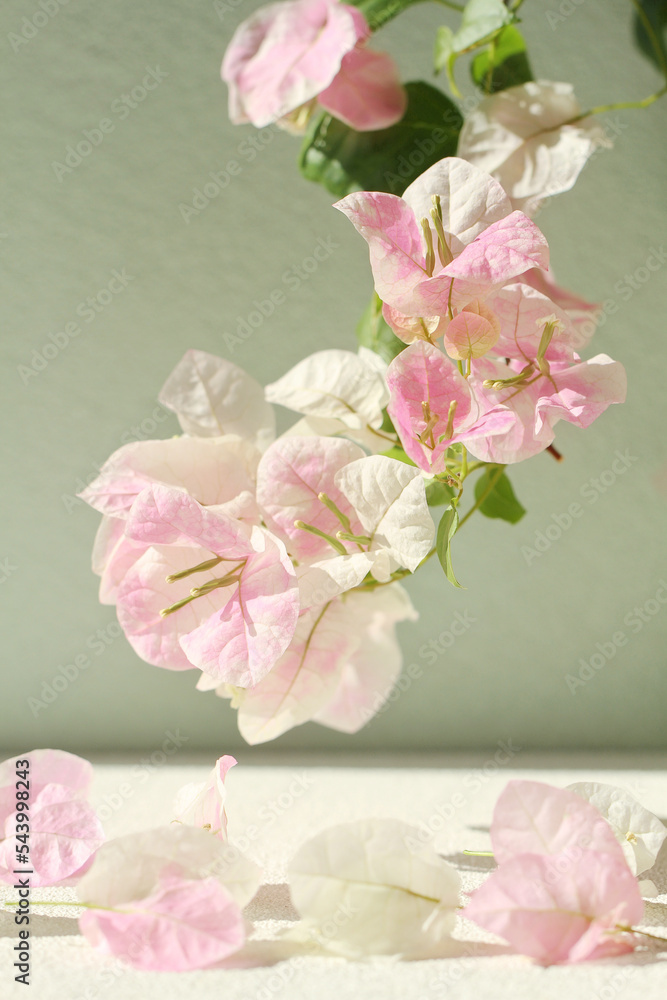 pink bougainvillea flower on green background