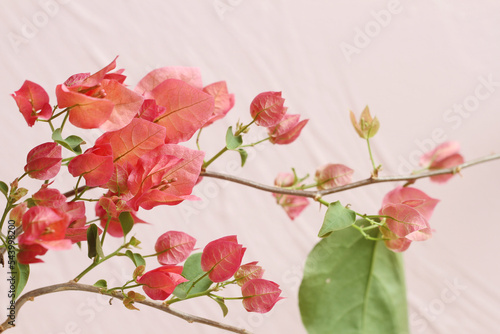 pink bougainvillea flower on pink background