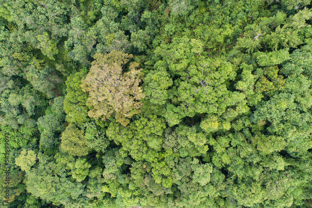 Aerial view Drone camera top view rainforest trees ecology with healthy environment concept and summer background,High angle view Aerial view Drone camera top view rainforest trees ecology with healthy environment concept and summer background,High angle view
